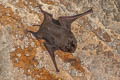 Black-bearded Tomb Bat Taphozous melanopogon