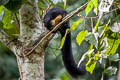 Black Giant Squirrel Ratufa bicolor (Malayan Giant Squirrel)