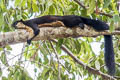 Black Giant Squirrel Ratufa bicolor (Malayan Giant Squirrel)