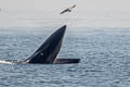 Bryde's Whale Balaenoptera edeni (Eden's Whale)