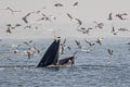 Bryde's Whale Balaenoptera edeni (Eden's Whale)