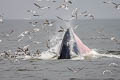 Bryde's Whale Balaenoptera edeni (Eden's Whale)