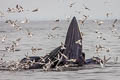 Bryde's Whale Balaenoptera edeni (Eden's Whale)