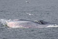 Bryde's Whale Balaenoptera edeni (Eden's Whale)