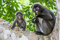 Dusky Langur Trachypithecus obscurus (Dusky Leaf Monkey)