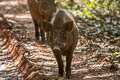 Eurasian Wild Pig Sus scrofa (Wild Boar)