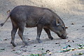 Eurasian Wild Pig Sus scrofa (Wild Boar)