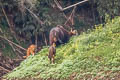 Gaur Bos gaurus