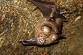 Great Roundleaf Bat Hipposideros armiger (Great Leaf-nosed Bat)