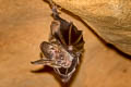 Greater False Vampire Bat Lyroderma lyra