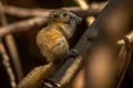 Grey-bellied Squirrel Callosciurus caniceps