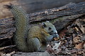 Grey-bellied Squirrel Callosciurus caniceps