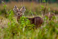 Hog Deer Axis porcinus