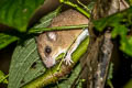 Indomalayan Pencil-tailed Tree Mouse Chiropodomys gliroides