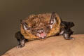 Indomalayan Lesser Bamboo Bat Tylonycteris fuldiva (Lesser Flat-headed Bat)