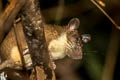 Indomalayan Long-tailed Giant Rat Leopoldamys sabanus