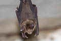 Intermediate Roundleaf Bat Hipposideros larvatus (Intermediate Leaf-nosed Bat)