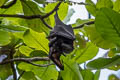 Island Flying-fox Pteropus hypomelanus (Variable Flying-fox)