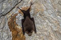 Kitti's Hog-nosed Bat Craseonycteris thonglongyai