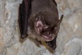 Kitti's Hog-nosed Bat Craseonycteris thonglongyai