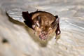 Least Horseshoe Bat Rhinolophus pusillus