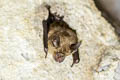 Least Horseshoe Bat Rhinolophus pusillus