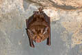 Least Horseshoe Bat Rhinolophus pusillus