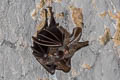 Lesser False Vampire Bat Megaderma spasma