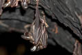 Lesser False Vampire Bat Megaderma spasma