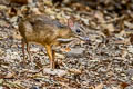 Lesser Mouisedeer Tragulus kanchil (Lesser Oriental Chevrotain)