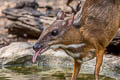 Lesser Mouisedeer Tragulus kanchil (Lesser Oriental Chevrotain)