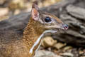 Lesser Mouisedeer Tragulus kanchil (Lesser Oriental Chevrotain)