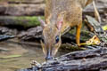 Lesser Mouisedeer Tragulus kanchil (Lesser Oriental Chevrotain)