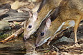 Lesser Mouisedeer Tragulus kanchil (Lesser Oriental Chevrotain)