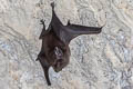 Lesser Sheath-tailed Bat Emballonura monticola