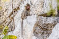 Long-tailed Macaque Macaca fascicularis (Crab-eating Macaque)