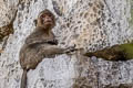 Long-tailed Macaque Macaca fascicularis (Crab-eating Macaque)