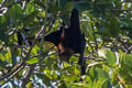 Lyle's Flying-fox Pteropus lylei 