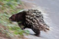 Malayan Porcupine Hystrix brachyura