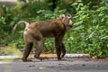 Northern Pig-tailed Macaque Macaca leonina