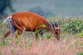 Southern Red Muntjak Muntiacus muntjak (Barking Deer)