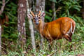 Southern Red Muntjak Muntiacus muntjak (Barking Deer)