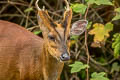 Red Muntjak Muntiacus Southern Red Muntjak Muntiacus muntjak (Barking Deer)