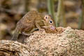 Northern Treeshrew Tupaia belangeri