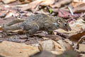 Northern Treeshrew Tupaia belangeri