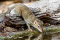 Northern Treeshrew Tupaia belangeri