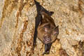 Pendlebury's Roundleaf Bat Hipposideros turpis (Lesser Leaf-nosed Bat)