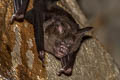 Pendlebury's Roundleaf Bat Hipposideros turpis (Lesser Leaf-nosed Bat)