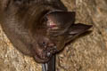 Pendlebury's Roundleaf Bat Hipposideros turpis (Lesser Leaf-nosed Bat)