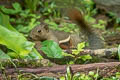 Plantain Squirrel Callosciurus notatus 